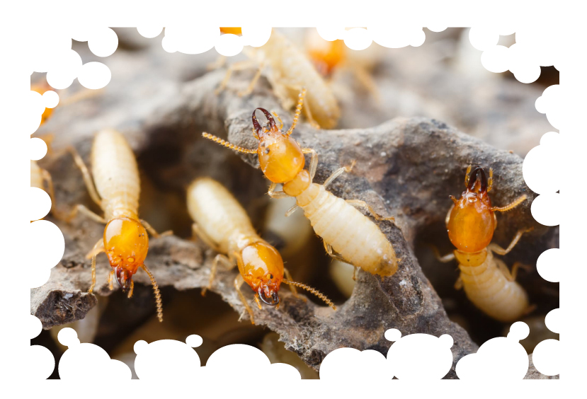 Termite damage main page 404